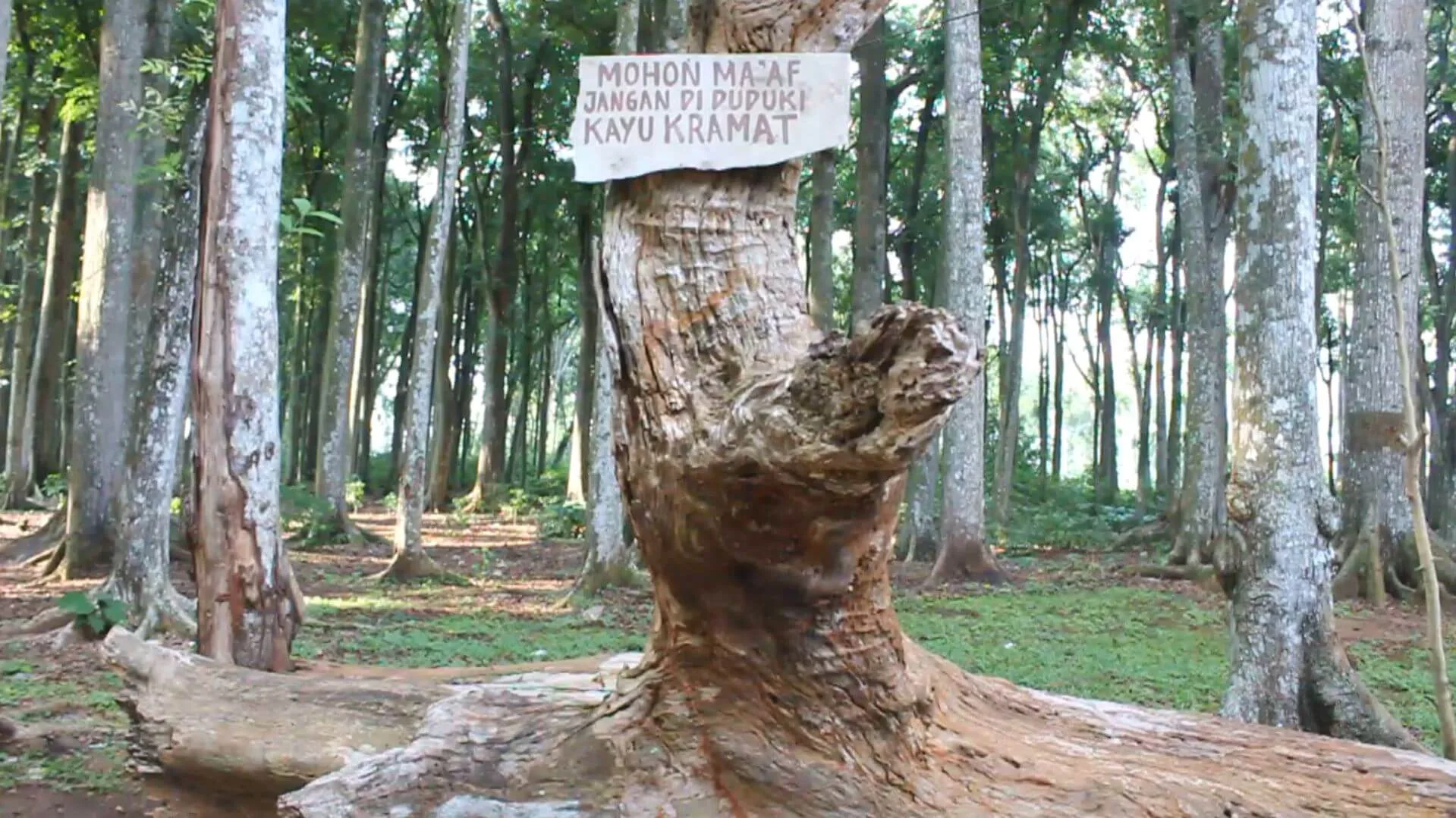 Potre Koneng