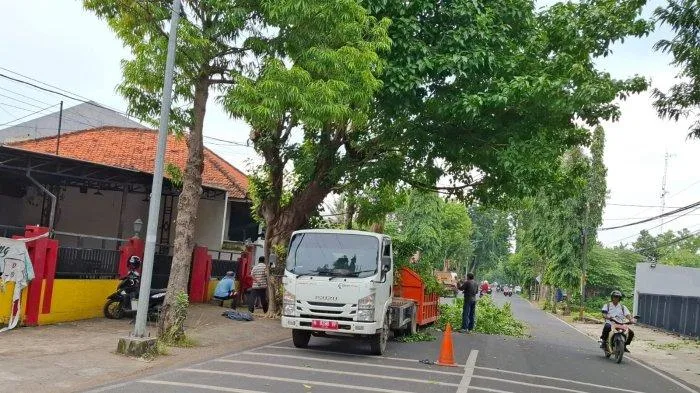 Pohon di Jalan Raya Sumenep