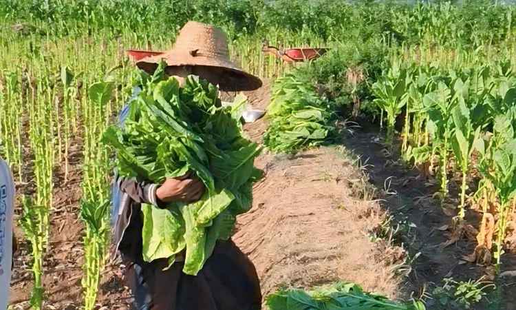 Petani Tembakau di Sumenep